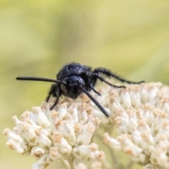 Scoliidae sp. (family) at Tidbinbilla Nature Reserve - 22 Dec 2023