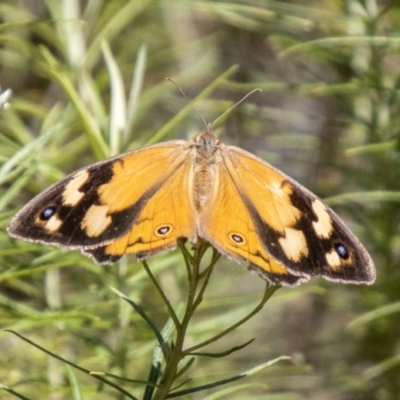 Heteronympha merope (Common Brown Butterfly) at Tidbinbilla Nature Reserve - 22 Dec 2023 by SWishart