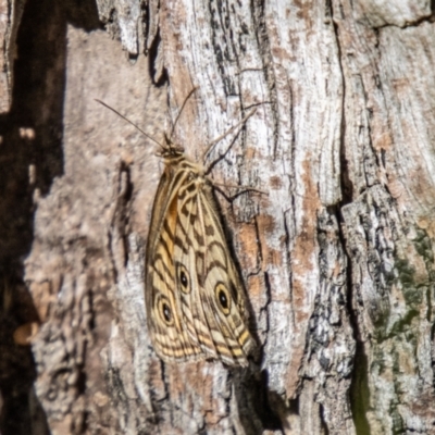 Geitoneura acantha (Ringed Xenica) at Tidbinbilla Nature Reserve - 21 Dec 2023 by SWishart