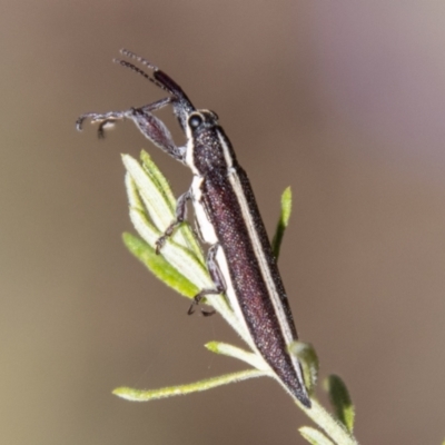 Rhinotia suturalis (Belid weevil) at Kambah, ACT - 21 Dec 2023 by SWishart