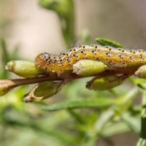 Lepidoptera unclassified IMMATURE moth at Tidbinbilla Nature Reserve - 22 Dec 2023