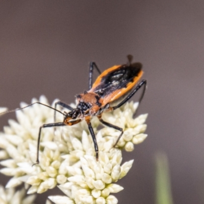 Gminatus australis (Orange assassin bug) at Kambah, ACT - 22 Dec 2023 by SWishart