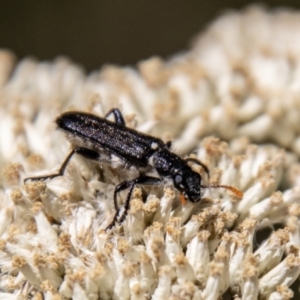 Eleale simplex at Gibraltar Pines - 22 Dec 2023 11:23 AM