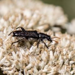 Eleale simplex at Gibraltar Pines - 22 Dec 2023 11:23 AM