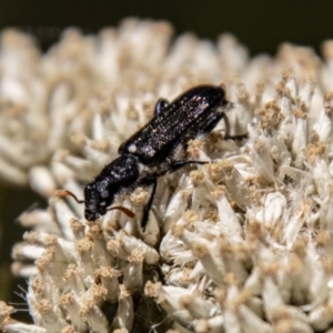 Eleale simplex at Gibraltar Pines - 22 Dec 2023 11:23 AM