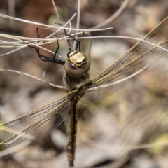 Anax papuensis (Australian Emperor) at Kambah, ACT - 22 Dec 2023 by SWishart