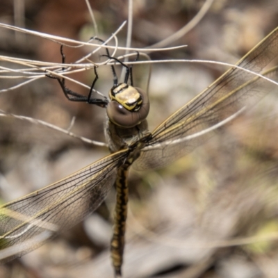 Anax papuensis (Australian Emperor) at Kambah, ACT - 22 Dec 2023 by SWishart