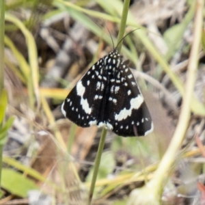 Idalima affinis at Tidbinbilla Nature Reserve - 22 Dec 2023