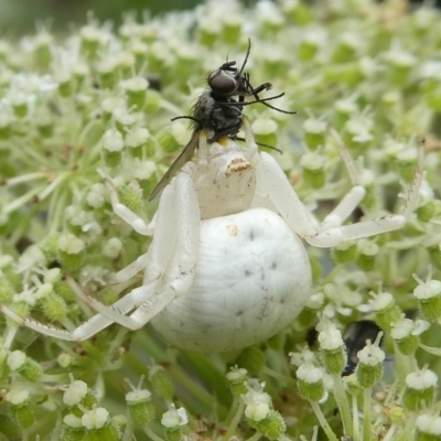 Thomisus spectabilis (Spectacular Crab Spider) at QPRC LGA - 26 Dec 2023 by arjay