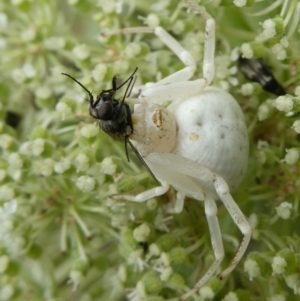 Thomisus spectabilis at QPRC LGA - suppressed