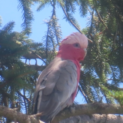 Eolophus roseicapilla (Galah) at QPRC LGA - 27 Dec 2023 by MatthewFrawley