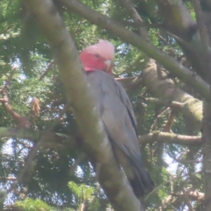 Eolophus roseicapilla at QPRC LGA - 27 Dec 2023 12:27 PM