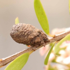 Cryptocephalinae (sub-family) (A case-bearing leaf beetle) at O'Connor, ACT - 24 Dec 2023 by ConBoekel