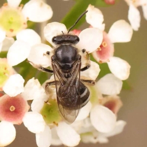 Lasioglossum (Chilalictus) sp. (genus & subgenus) at O'Connor, ACT - 24 Dec 2023