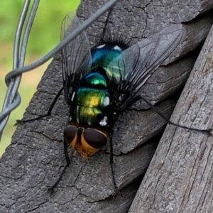 Rutilia (Ameniamima) argentifera at Narrabundah, ACT - 27 Dec 2023