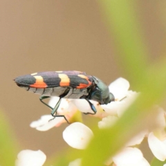 Castiarina sexplagiata (Jewel beetle) at Dryandra St Woodland - 24 Dec 2023 by ConBoekel