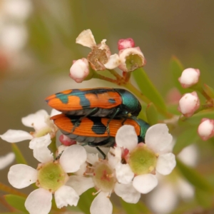 Castiarina scalaris at Dryandra St Woodland - 24 Dec 2023 02:50 PM