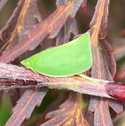 Siphanta acuta (Green planthopper, Torpedo bug) at QPRC LGA - 27 Dec 2023 by SteveBorkowskis