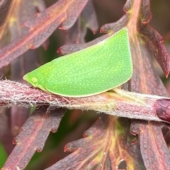 Siphanta acuta at QPRC LGA - suppressed