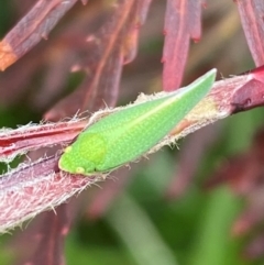 Siphanta acuta at QPRC LGA - suppressed