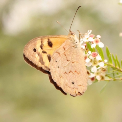 Heteronympha merope (Common Brown Butterfly) at Dryandra St Woodland - 24 Dec 2023 by ConBoekel