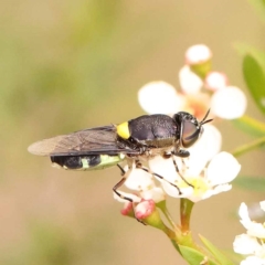 Odontomyia hunteri (Soldier fly) at Dryandra St Woodland - 24 Dec 2023 by ConBoekel