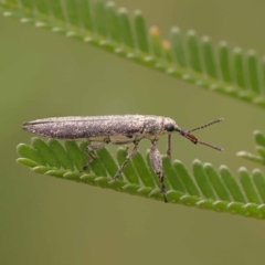 Rhinotia sp. (genus) (Unidentified Rhinotia weevil) at Dryandra St Woodland - 24 Dec 2023 by ConBoekel