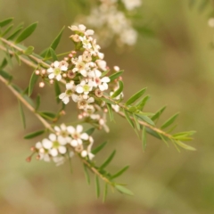 Sannantha pluriflora (Twiggy Heath Myrtle, Tall Baeckea) at O'Connor, ACT - 24 Dec 2023 by ConBoekel