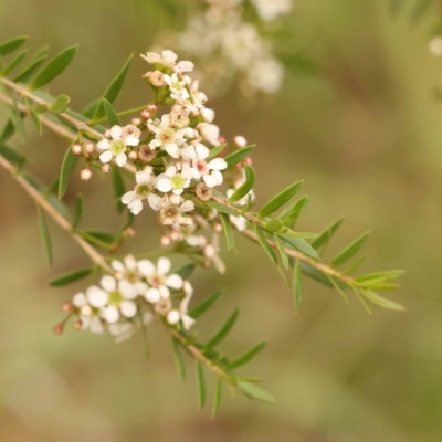 Sannantha pluriflora (Twiggy Heath Myrtle, Tall Baeckea) at O'Connor, ACT - 24 Dec 2023 by ConBoekel