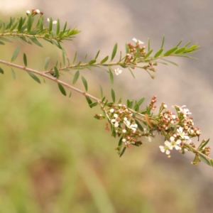 Sannantha pluriflora at O'Connor, ACT - 24 Dec 2023