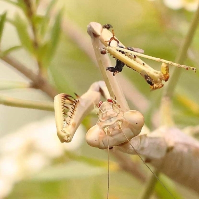 Archimantis sp. (genus) (Large Brown Mantis) at O'Connor, ACT - 24 Dec 2023 by ConBoekel