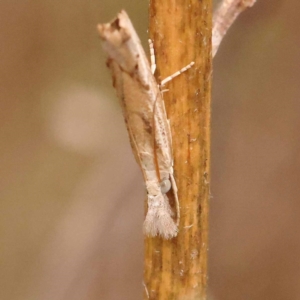 Culladia cuneiferellus at Dryandra St Woodland - 24 Dec 2023