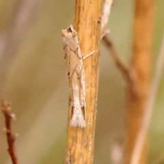 Culladia cuneiferellus at Dryandra St Woodland - 24 Dec 2023