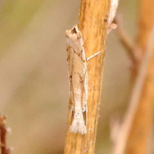 Culladia cuneiferellus at Dryandra St Woodland - 24 Dec 2023