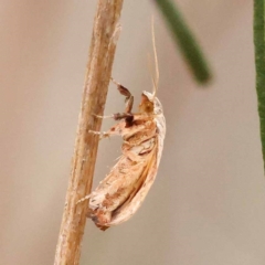 Tortricopsis pyroptis at Dryandra St Woodland - 24 Dec 2023 03:02 PM