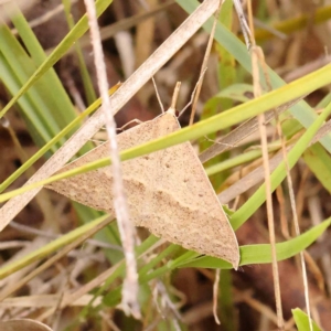 Epidesmia hypenaria at Dryandra St Woodland - 24 Dec 2023 02:27 PM