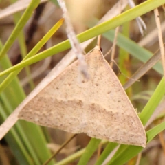 Epidesmia hypenaria at Dryandra St Woodland - 24 Dec 2023 02:27 PM