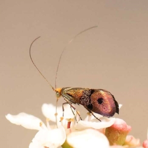 Nemophora (genus) at Dryandra St Woodland - 24 Dec 2023