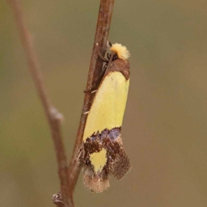 Edosa fraudulens at Dryandra St Woodland - 24 Dec 2023