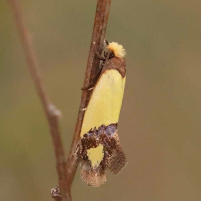 Edosa fraudulens (Tineidae) at Dryandra St Woodland - 24 Dec 2023 by ConBoekel