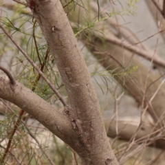 Acacia floribunda at O'Connor, ACT - 24 Dec 2023