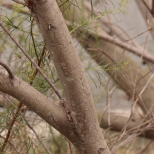 Acacia floribunda at O'Connor, ACT - 24 Dec 2023 02:20 PM