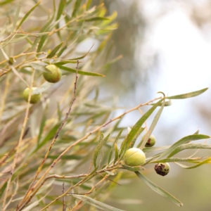 Acacia floribunda at O'Connor, ACT - 24 Dec 2023