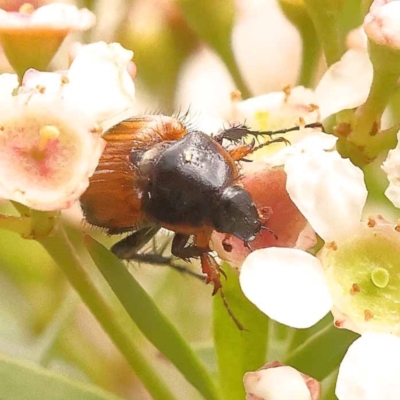Phyllotocus navicularis (Nectar scarab) at Dryandra St Woodland - 24 Dec 2023 by ConBoekel