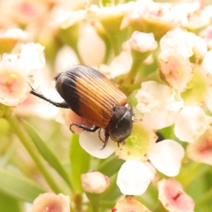 Phyllotocus navicularis at Dryandra St Woodland - 24 Dec 2023