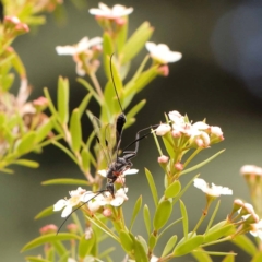 Gasteruption sp. (genus) at Dryandra St Woodland - 24 Dec 2023