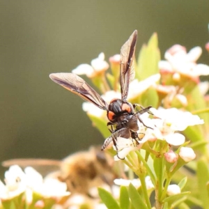 Pterygophorus cinctus at Dryandra St Woodland - 24 Dec 2023