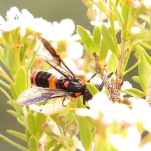 Pterygophorus cinctus at Dryandra St Woodland - 24 Dec 2023