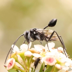 Evaniidae (family) (Hatchet wasp) at Dryandra St Woodland - 24 Dec 2023 by ConBoekel