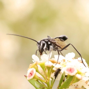 Evaniidae (family) at Dryandra St Woodland - 24 Dec 2023